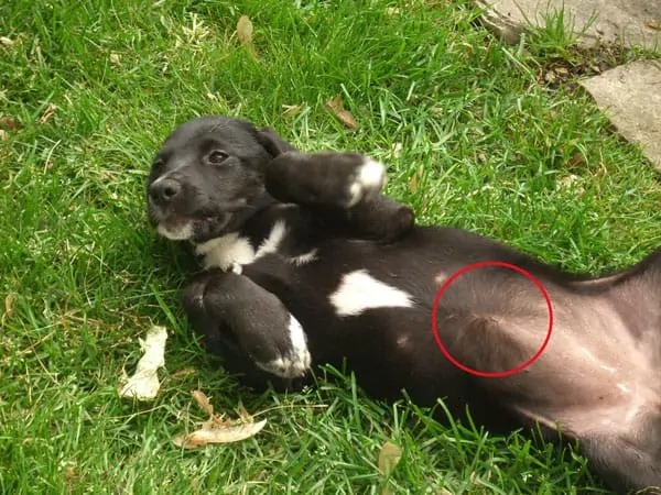 dog showing belly button