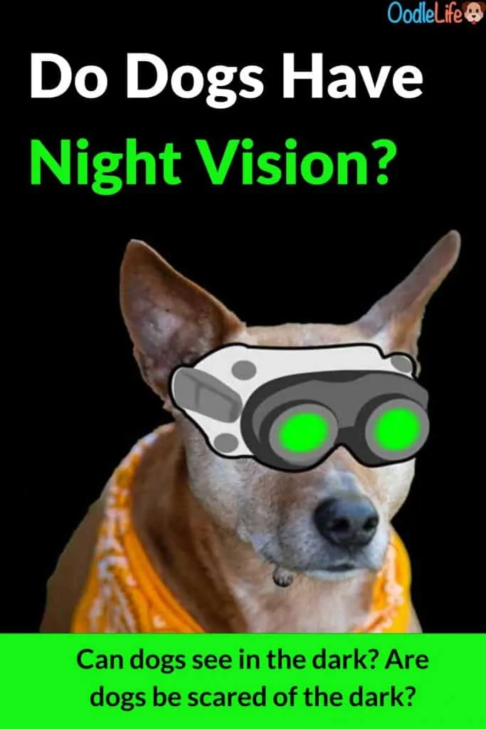 do dogs have night vision