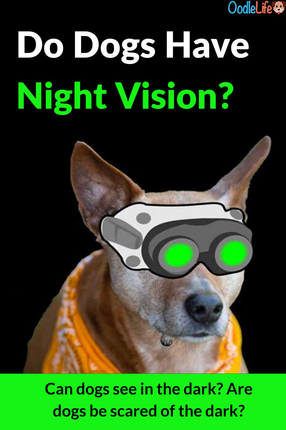 Do Dogs Have Night Vision? Can Dogs See In The Dark? 5 Amazing Dog Eye Facts Oodle Life