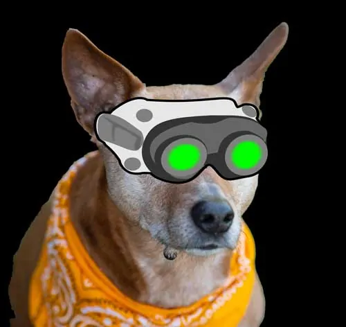 do dogs have night vision