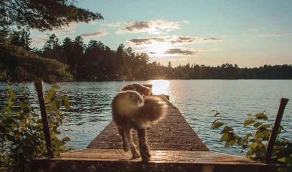 do goldendoodles swim