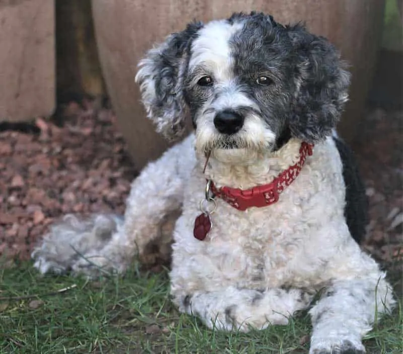 does a cockapoo bark a lot