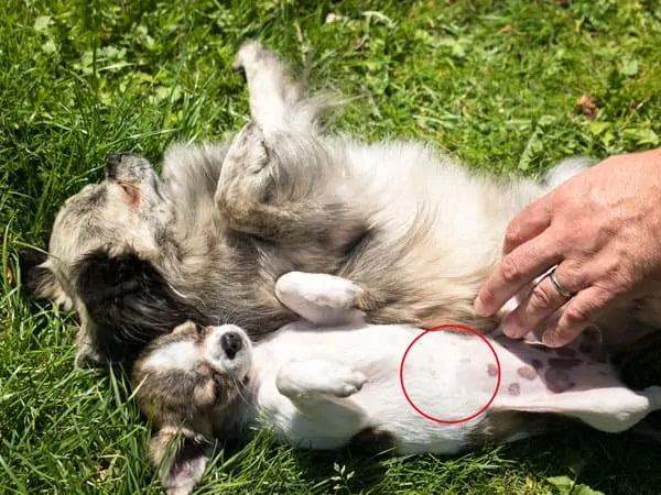 Do Dogs Have Belly Buttons? What Do They Look Like? Discover Where They Are 1