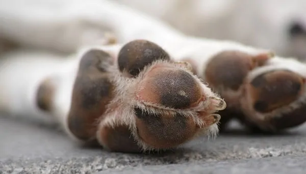 bernedoodle paws biting