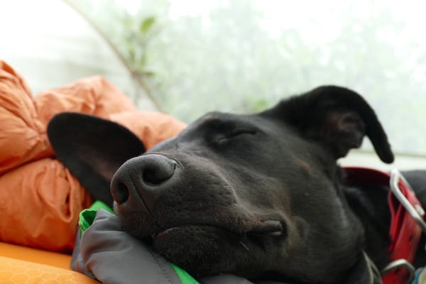 Why Do Dogs Sleep At The Foot Of The Bed? Truth About What Dog Sleep Positions Mean 2