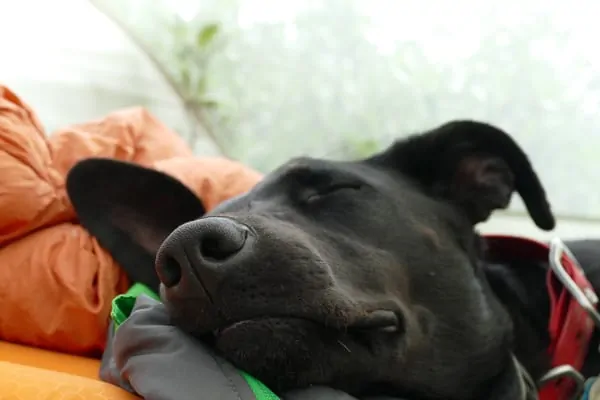 happy dog sleeping on a bed