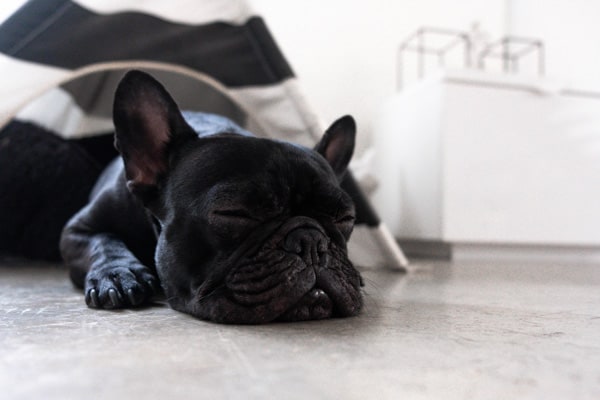 why do dogs sleep foot of bed