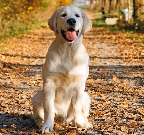 English creme golden retriever