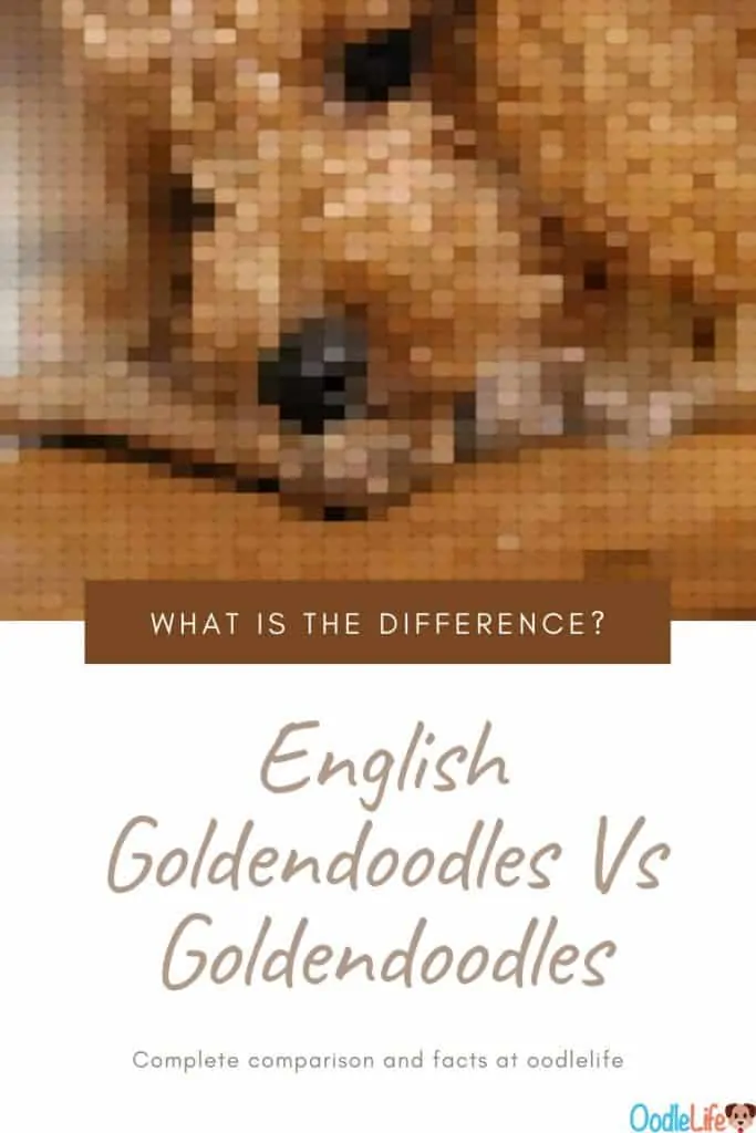english Goldendoodle vs american Goldendoodle article