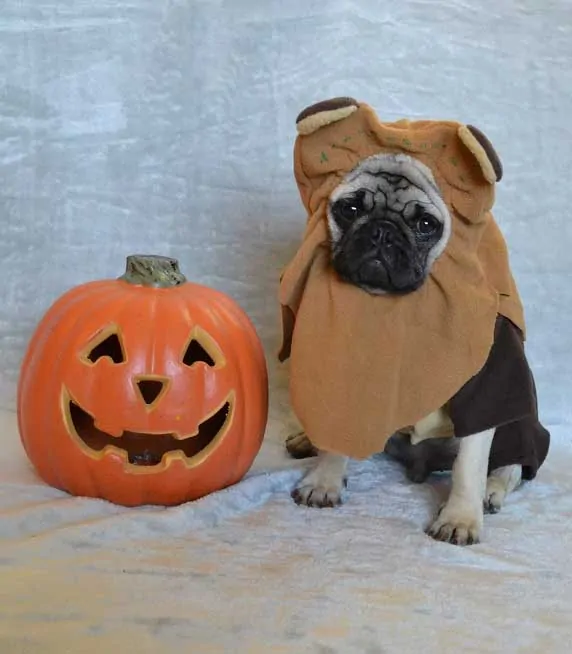 evoke puppy costume