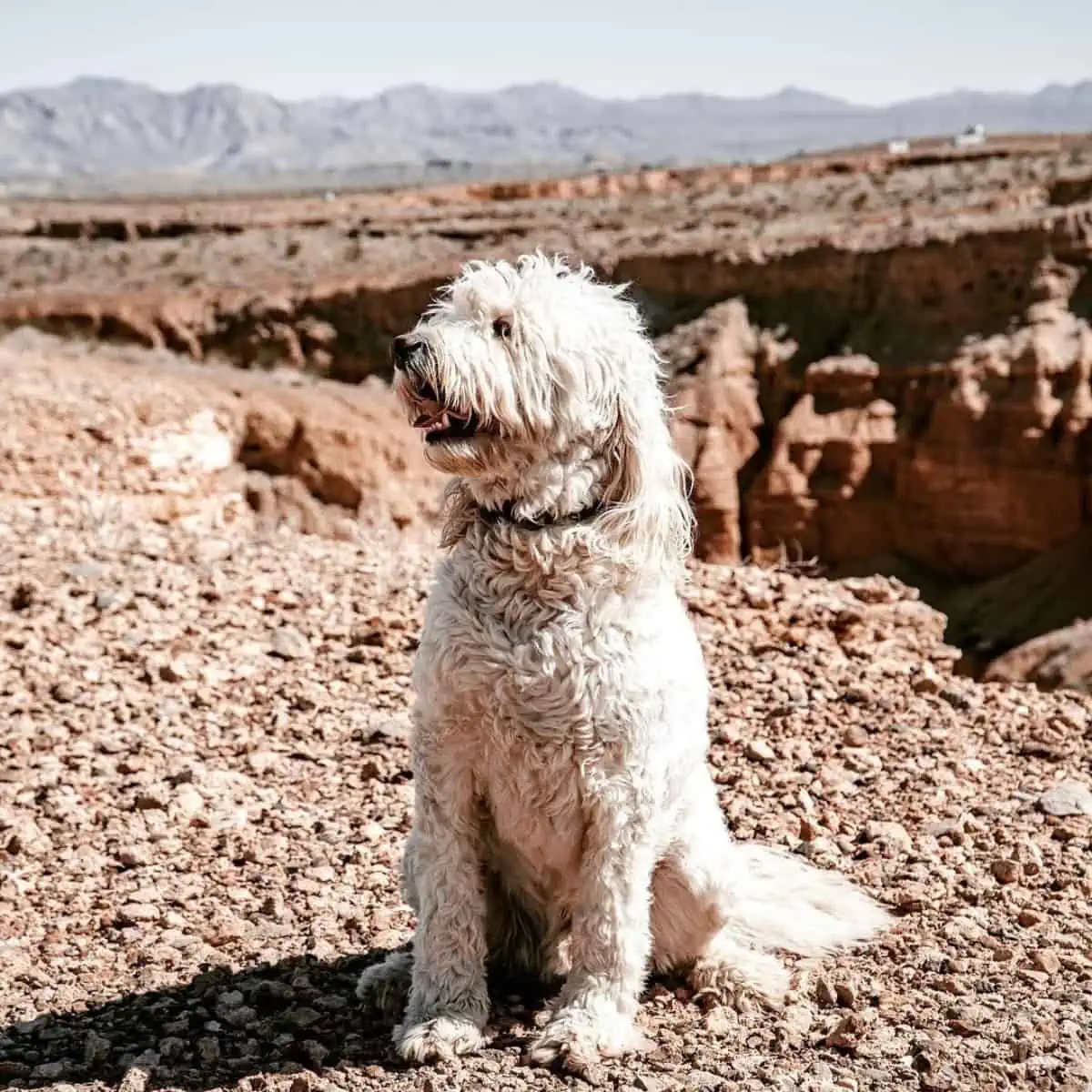 F1 English Goldendoodle at rocky desert