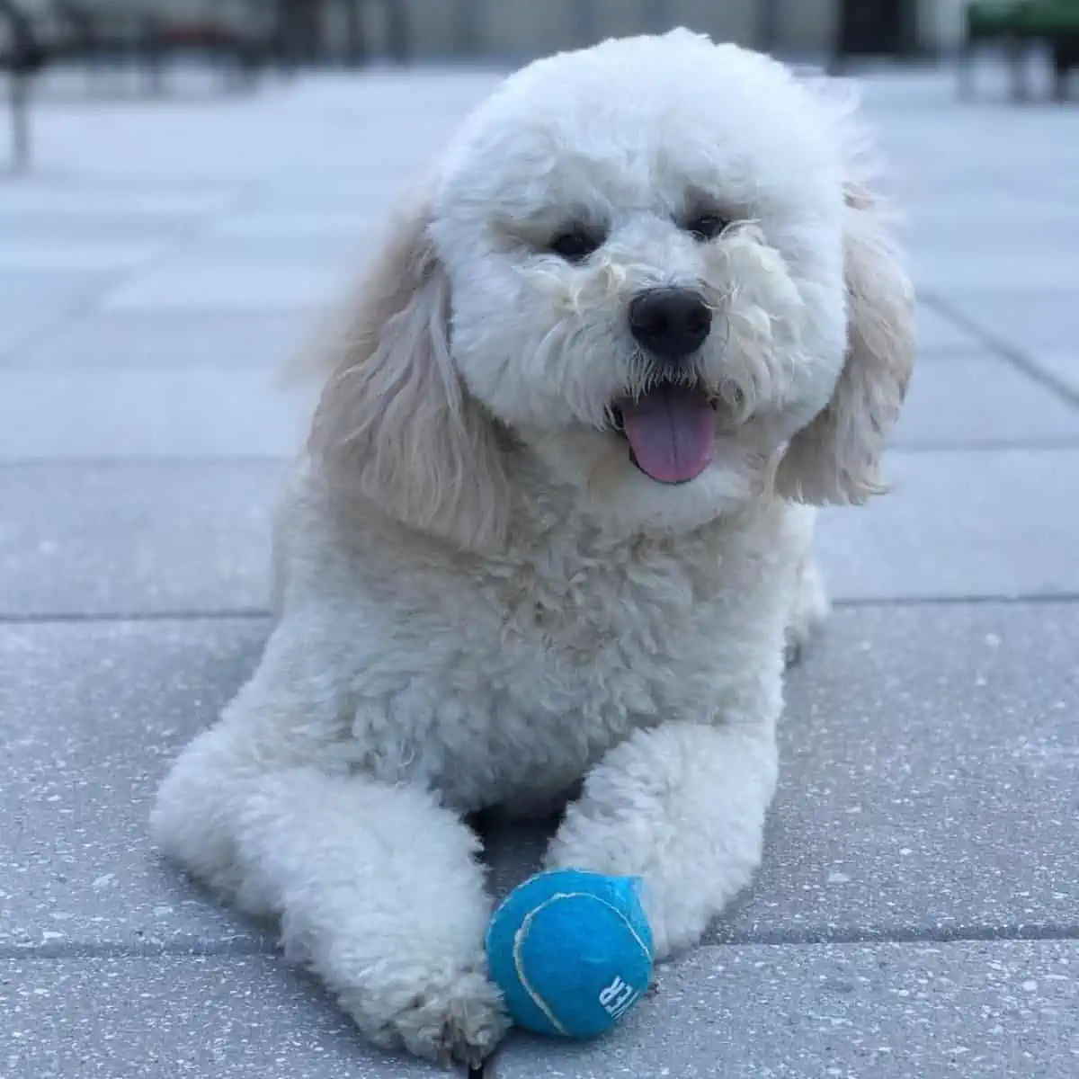 F1B English Goldendoodle perfect hair