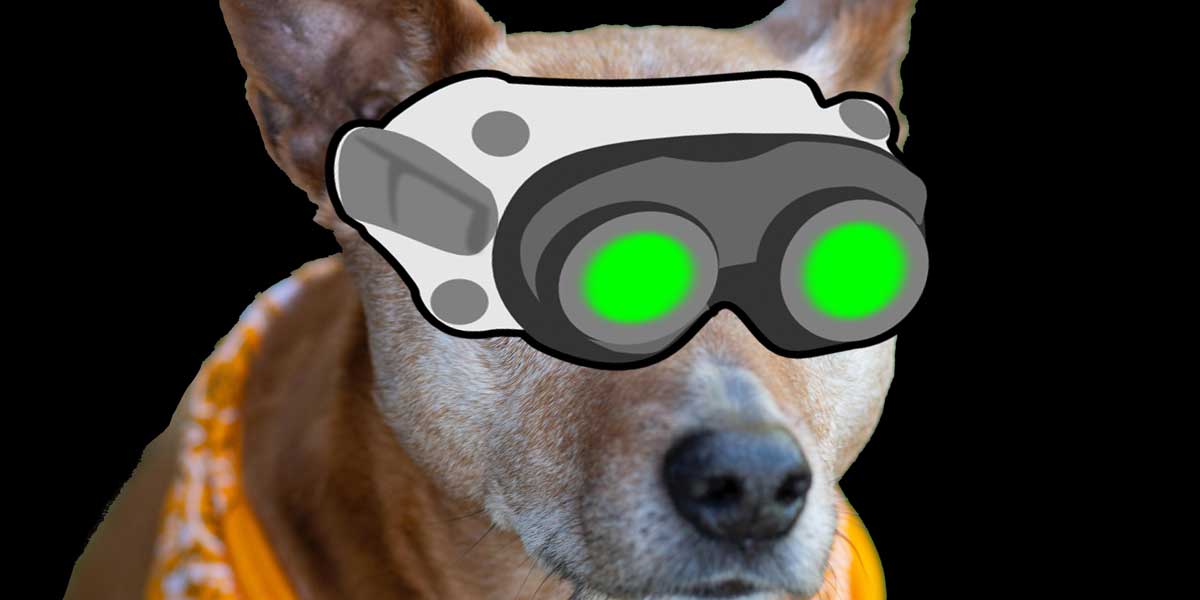 Do Dogs Have Night Vision? Can Dogs See In The Dark? 5 Amazing Dog Eye