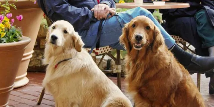 two american goldendoodles sitting next to each other