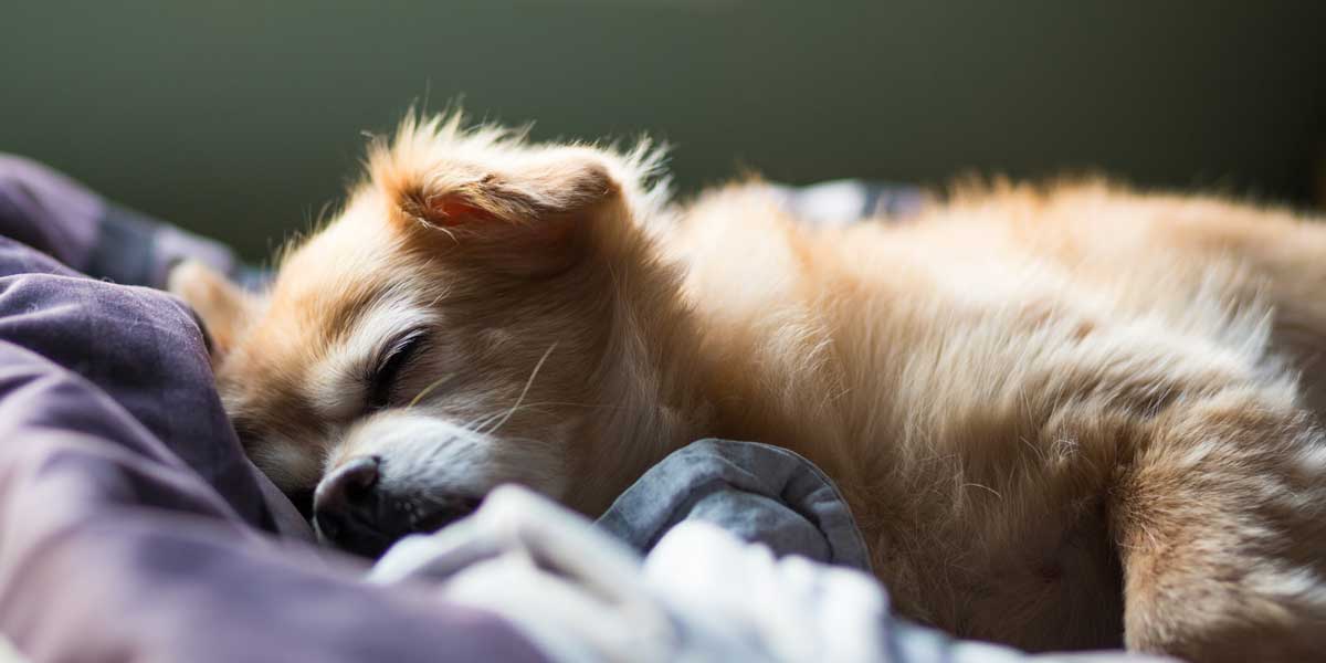 Dog wants to sleep on my bed cheap