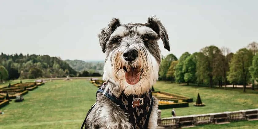 What is the Best Flea Medication for Goldendoodle Dogs? (Top 3) 1