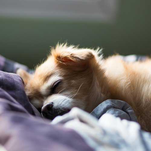 Why Do Dogs Sleep At The Foot Of The Bed? [Sleep Positions Explained]