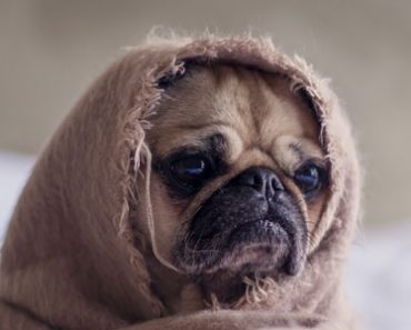 Star Wars pug lol