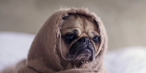 51 Actually Good Star Wars Names For Dogs The Ultimate List