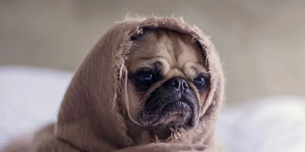 Star Wars pug lol