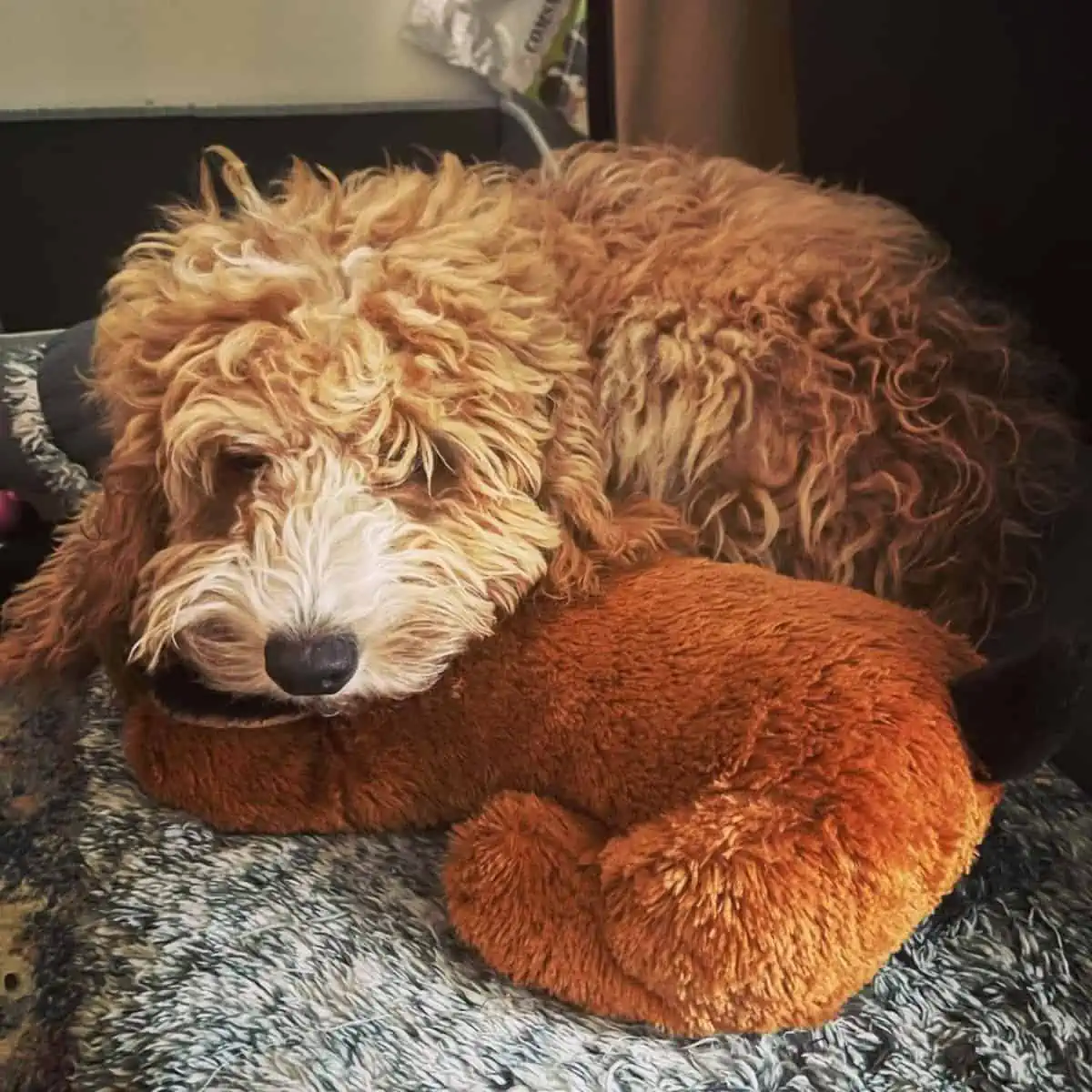 feeling weak Goldendoodle