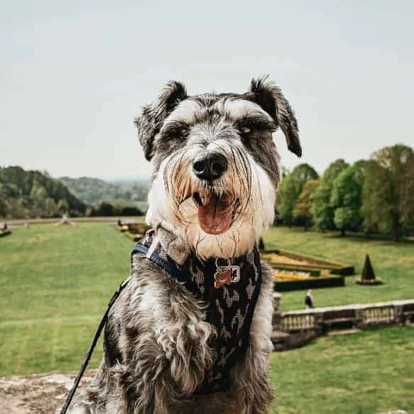 How Long Do Goldendoodles Live? Accurate Average Lifespan of Goldendoodles and Groodles 2