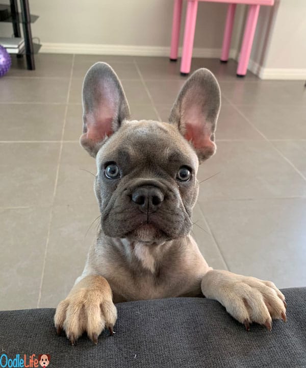 French bulldog puppy