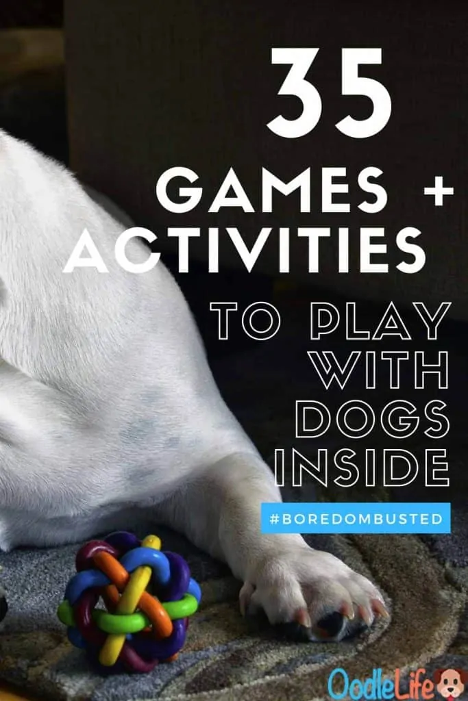 15 Indoor Dog Games — Best Indoor Activities For Dogs