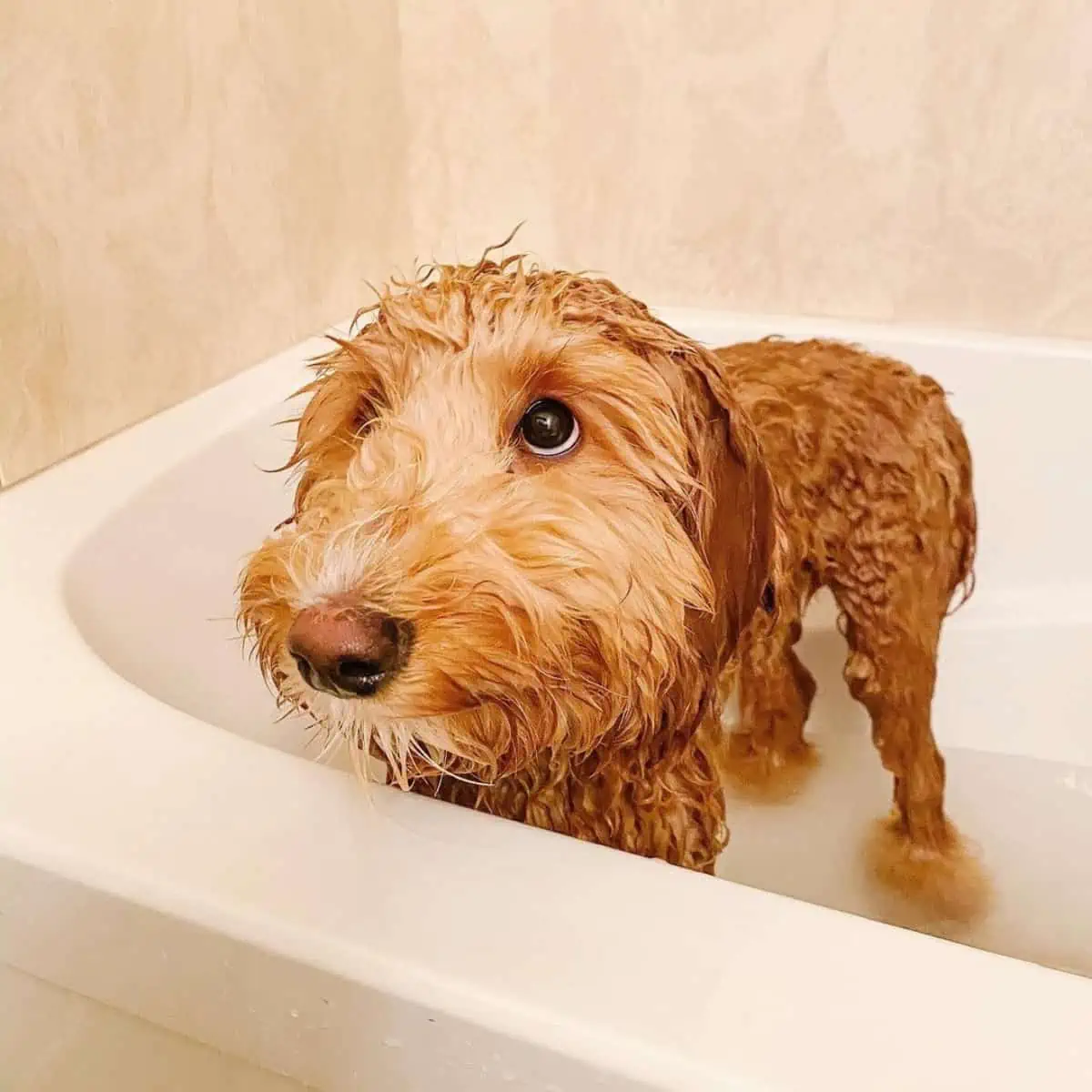 Goldendoodle enjoying bath
