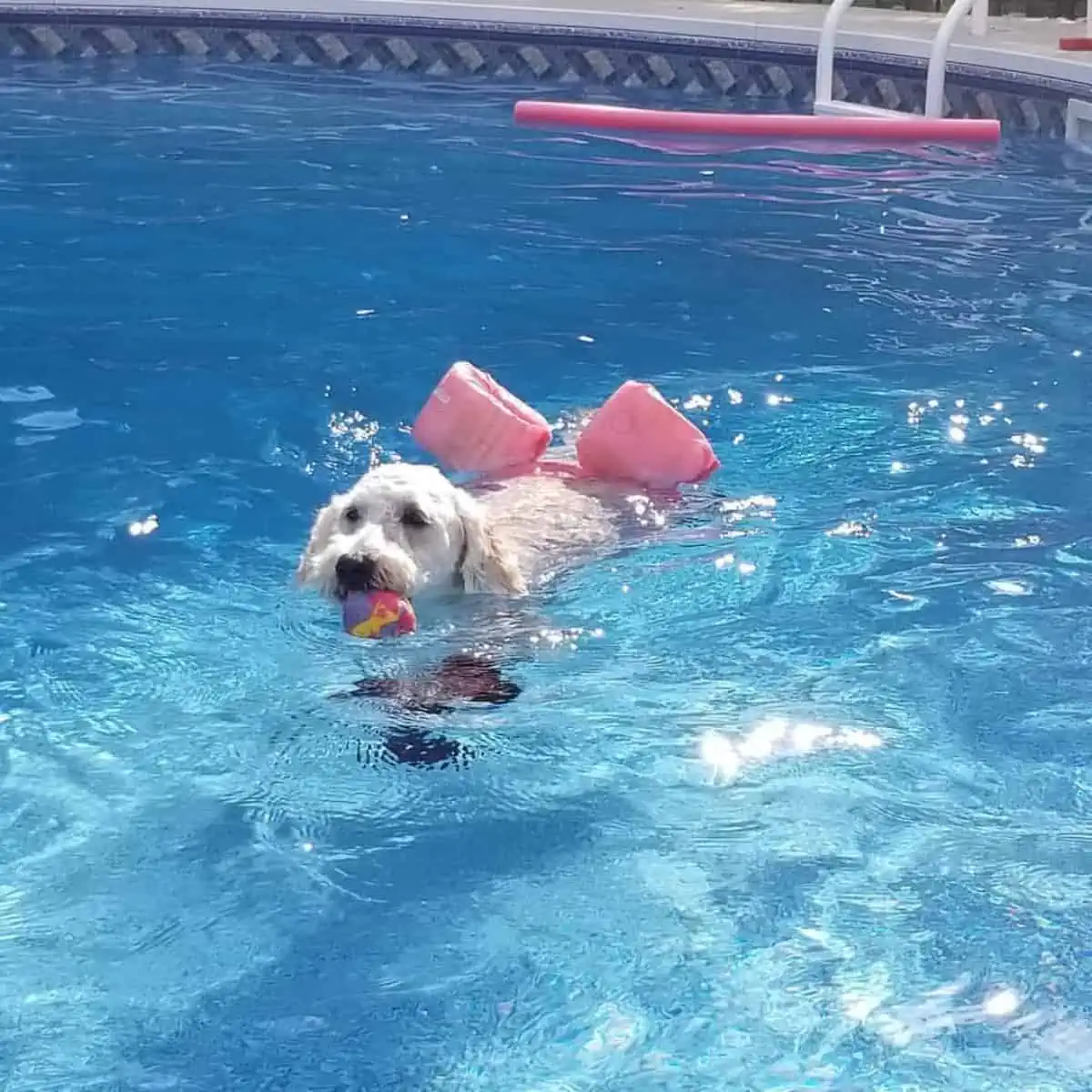 Goldendoodle loves swimming