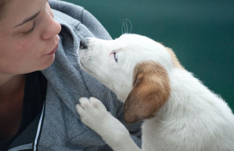 goldendoodle licking paws