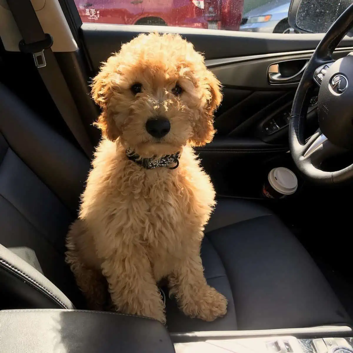 Goldendoodle puppy on car seat