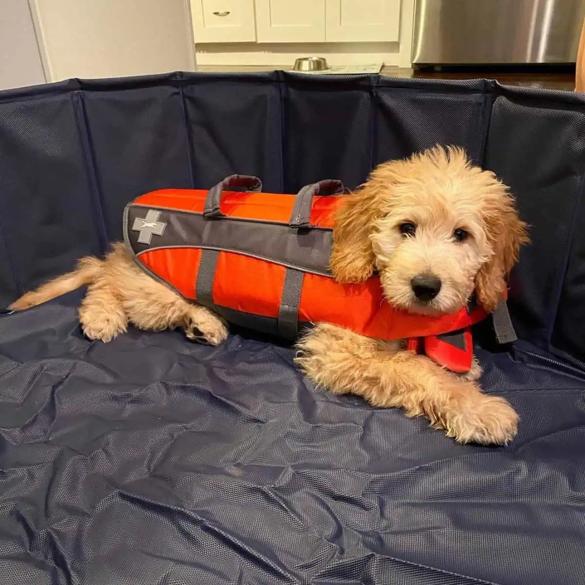 Goldendoodle puppy wearing a vest