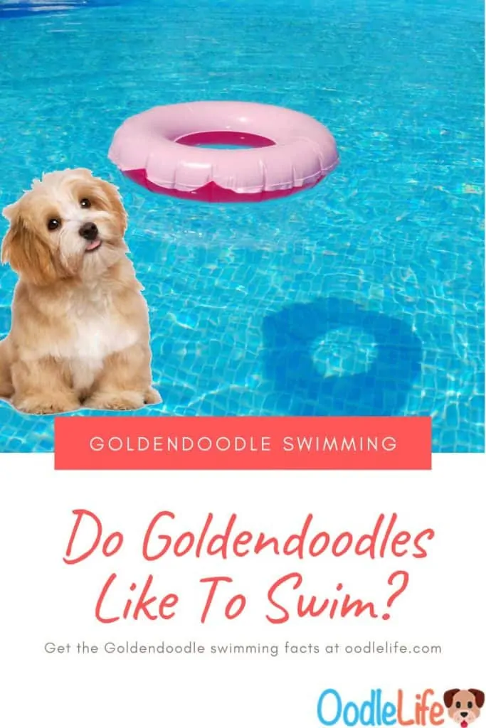 do goldendoodles like to swim in pools