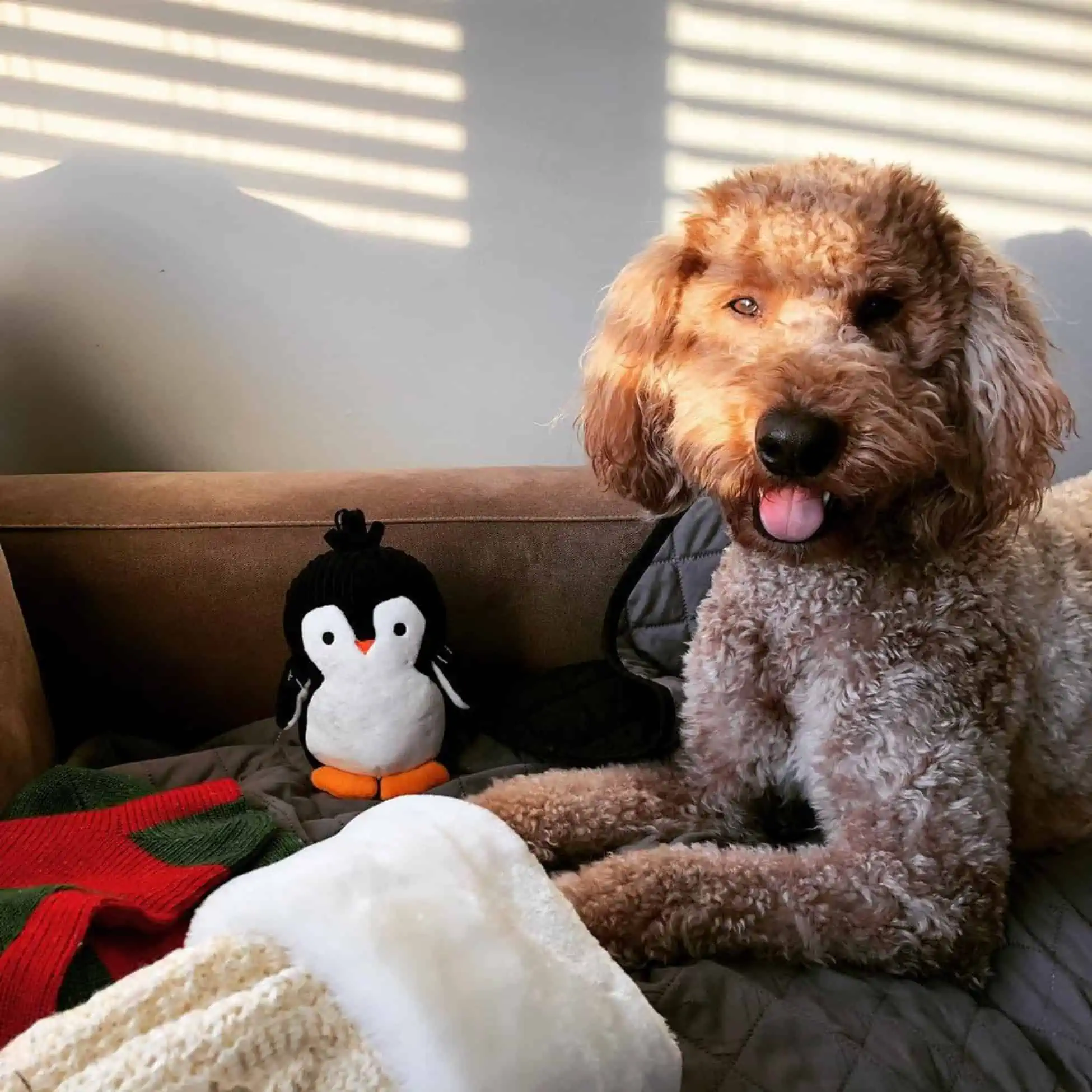 Goldendoodle with penguin toy