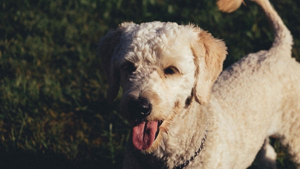 labradoodle bites child