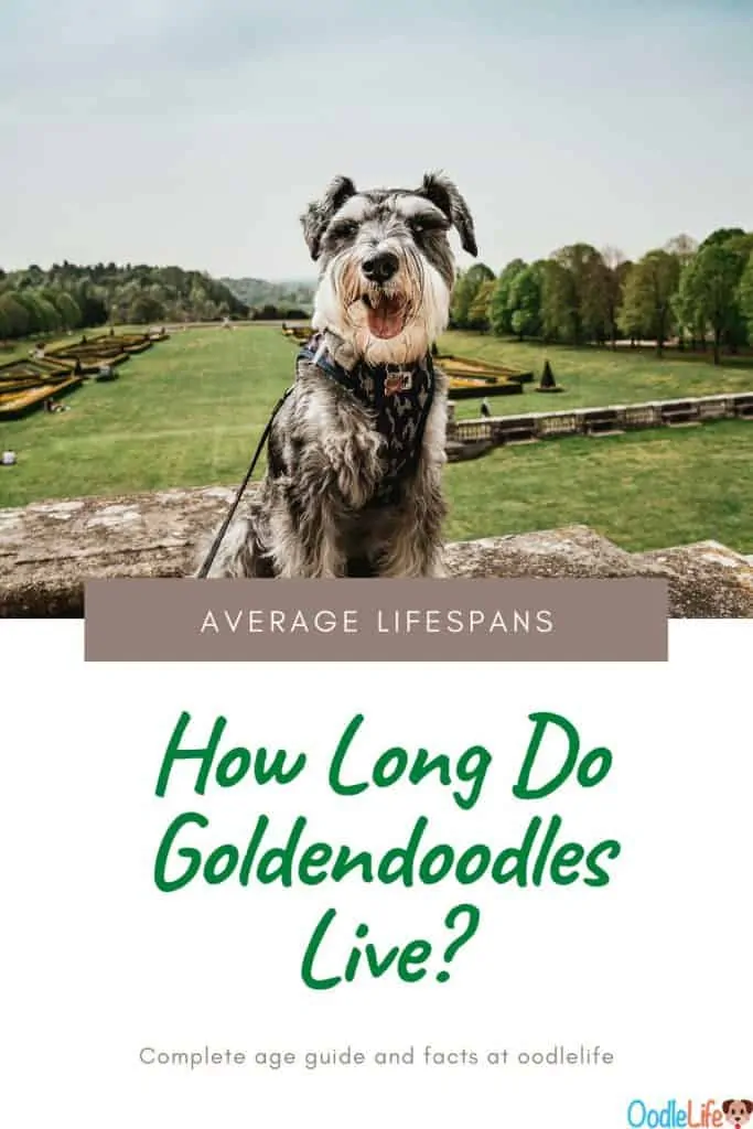 how long do goldendoodles live