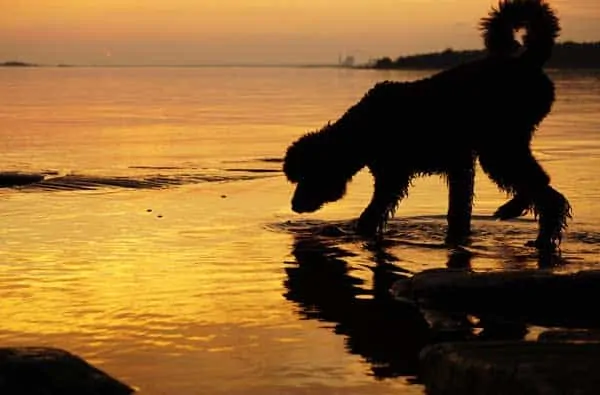 a poodle dog on the beach at sunset