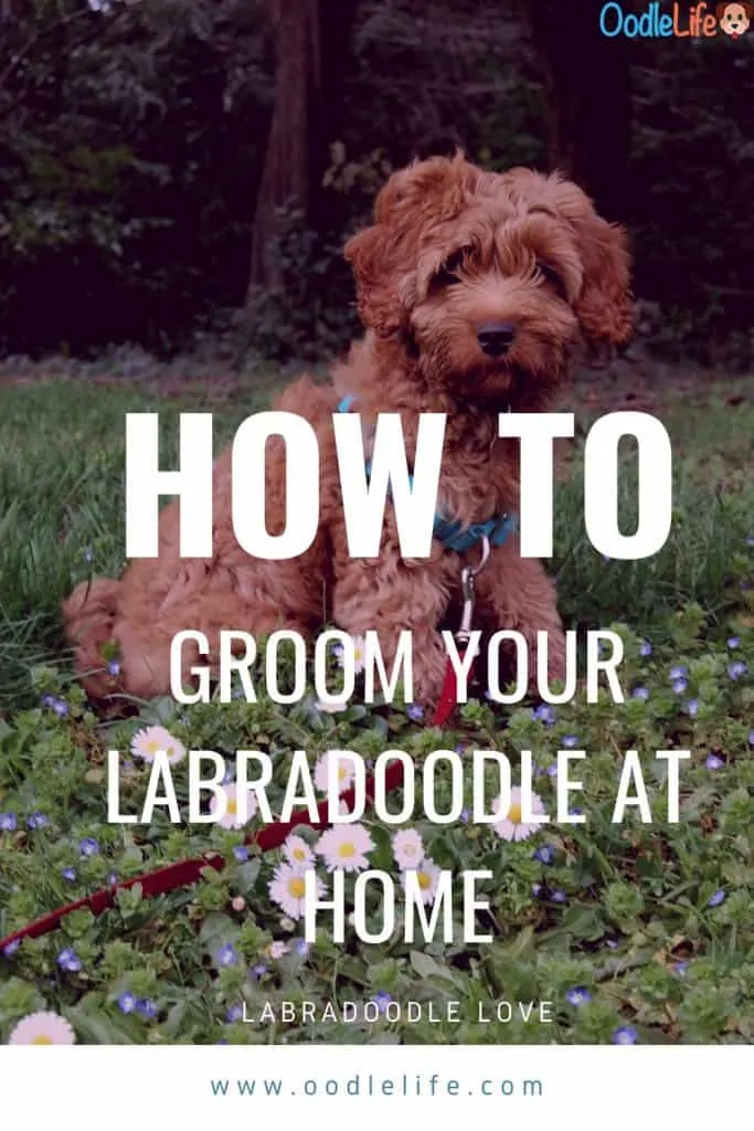 labradoodle grooming guide