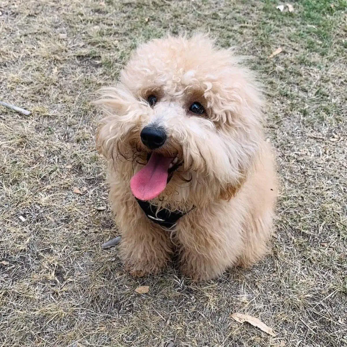 Miniature Goldendoodle looks excited