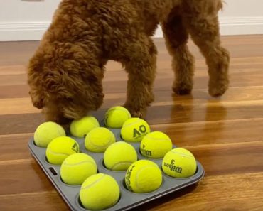muffin tin game for dogs