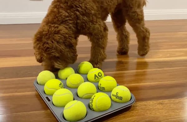 The Muffin Tin Game - Mental Enrichment for Your Dog 