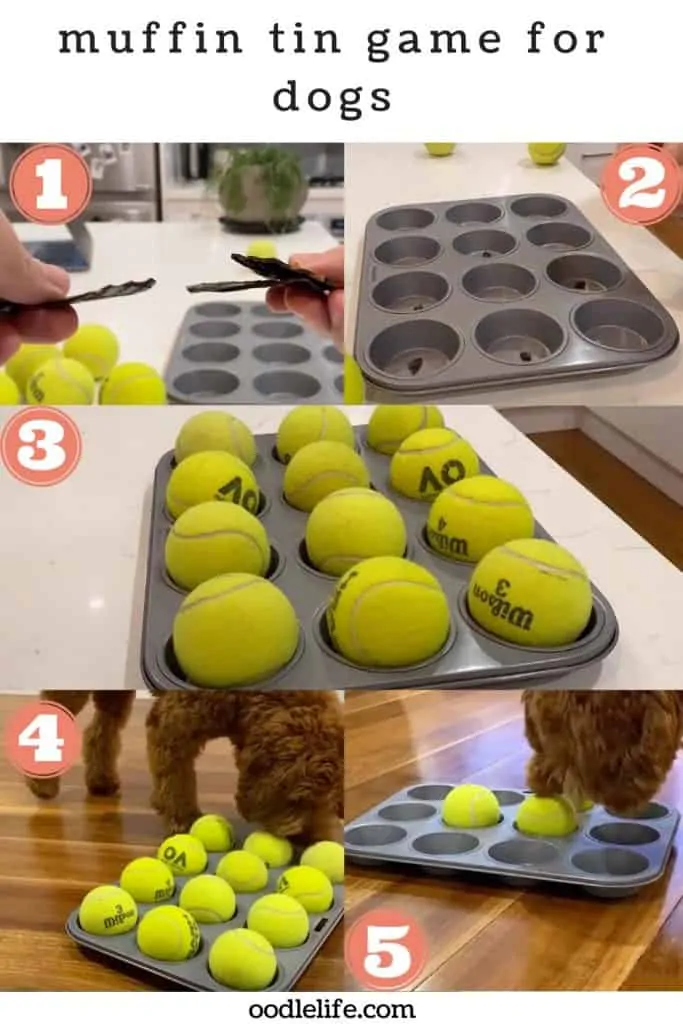 muffin tin game for dogs