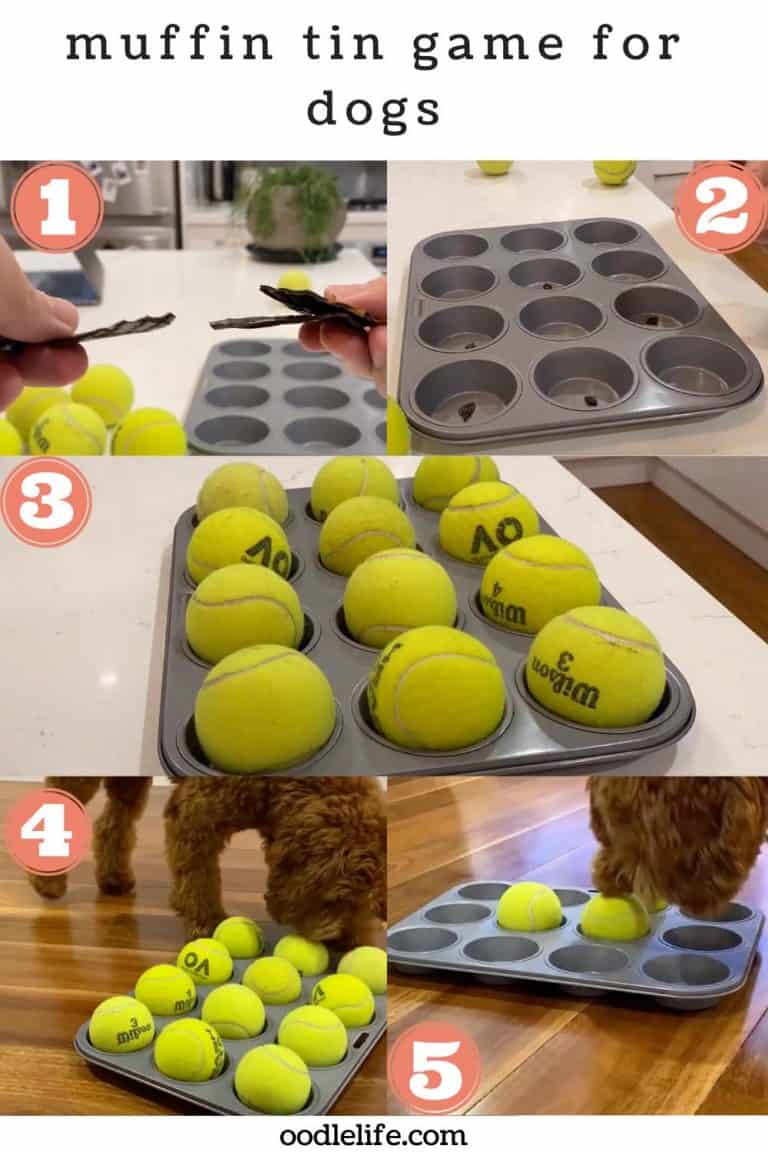 Muffin Tin Game For Dogs 3 Step Simple Scent Mental Enrichment Game