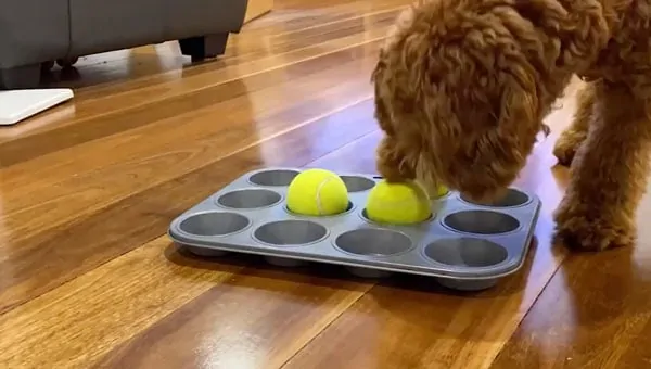muffin tin game for puppy