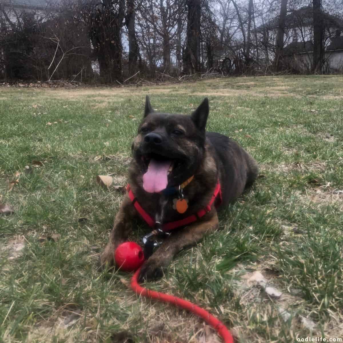 old dog with ball