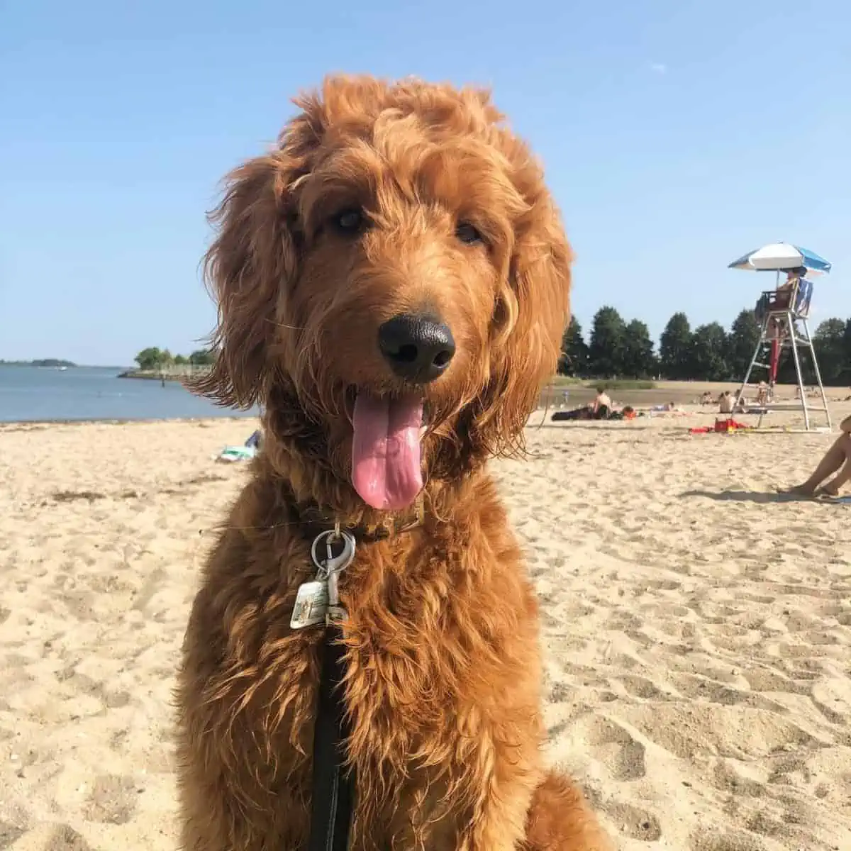 panting Goldendoodle at the beach