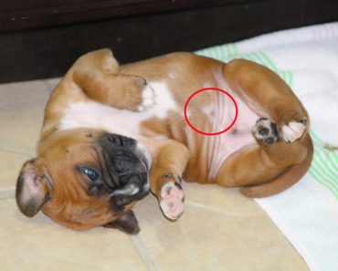 do puppy have belly button