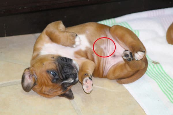 does dogs have a belly button