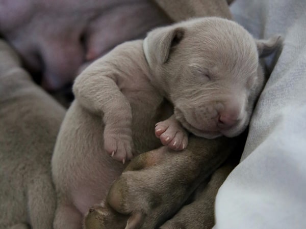 why do dogs sleep at your feet in bed